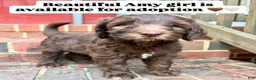 Double Doodle dogs for sale: Amy - Ad 1
