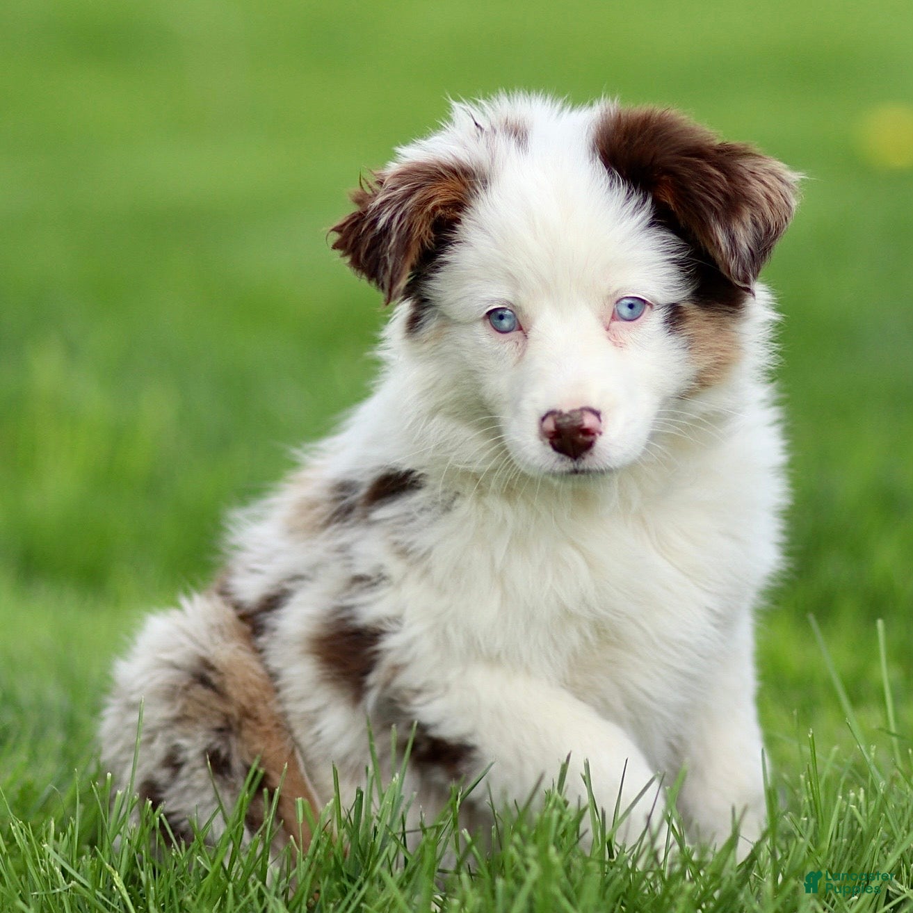Miniature Australian Shepherd dogs for sale: Jane - Ad 1