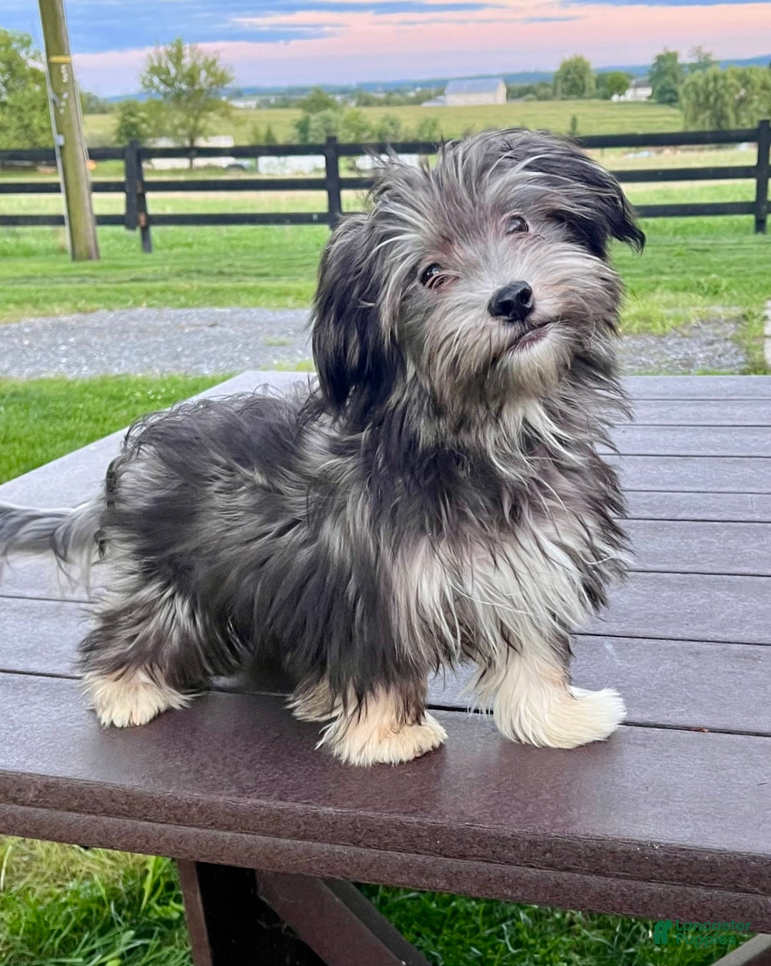 Gallery Image {{count}}