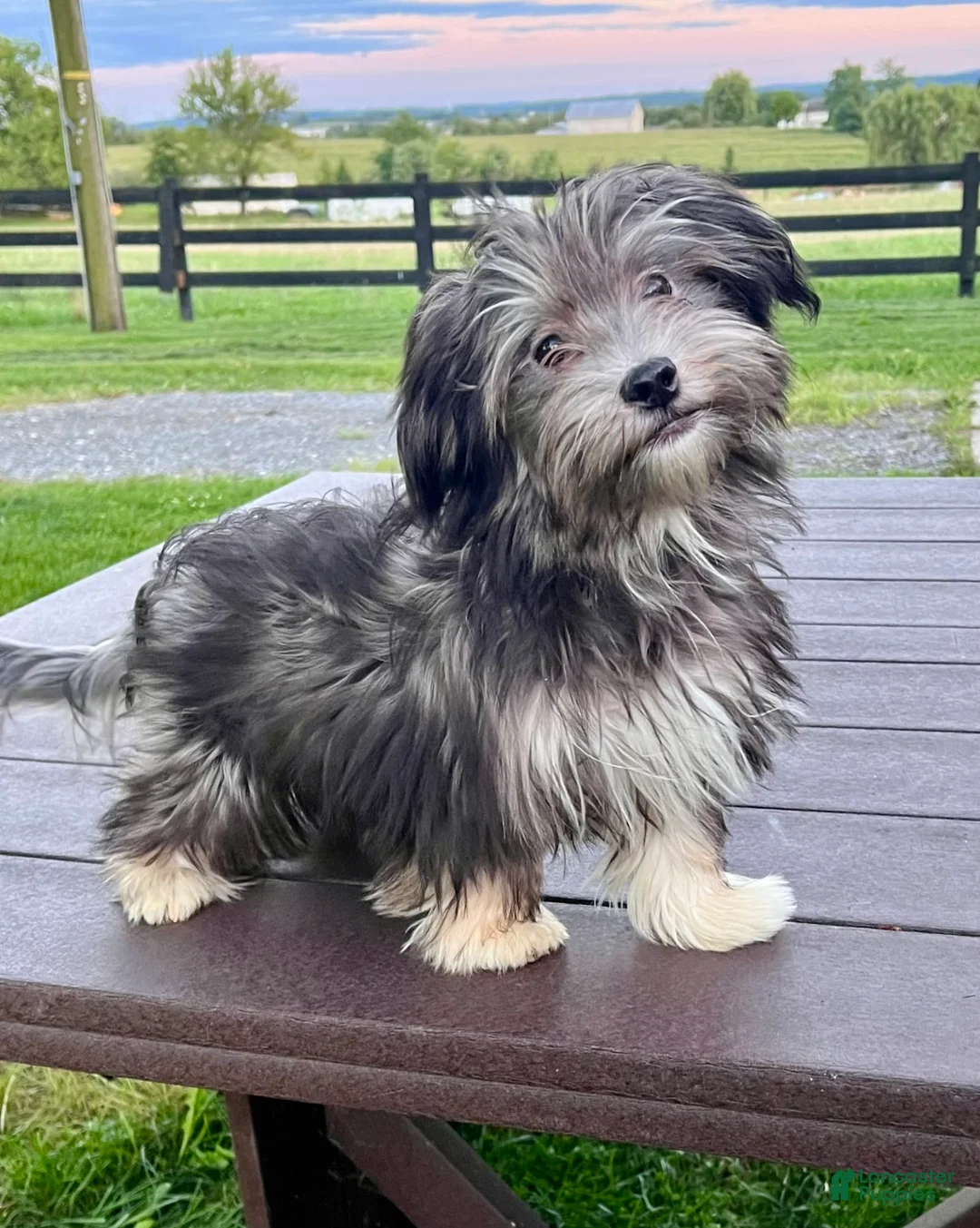 Gallery Image {{count}}