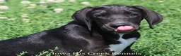 Great Dane dogs for sale: Mitzi - Ad 3