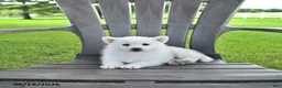 Pomsky dogs for sale: Ava  - Ad 2