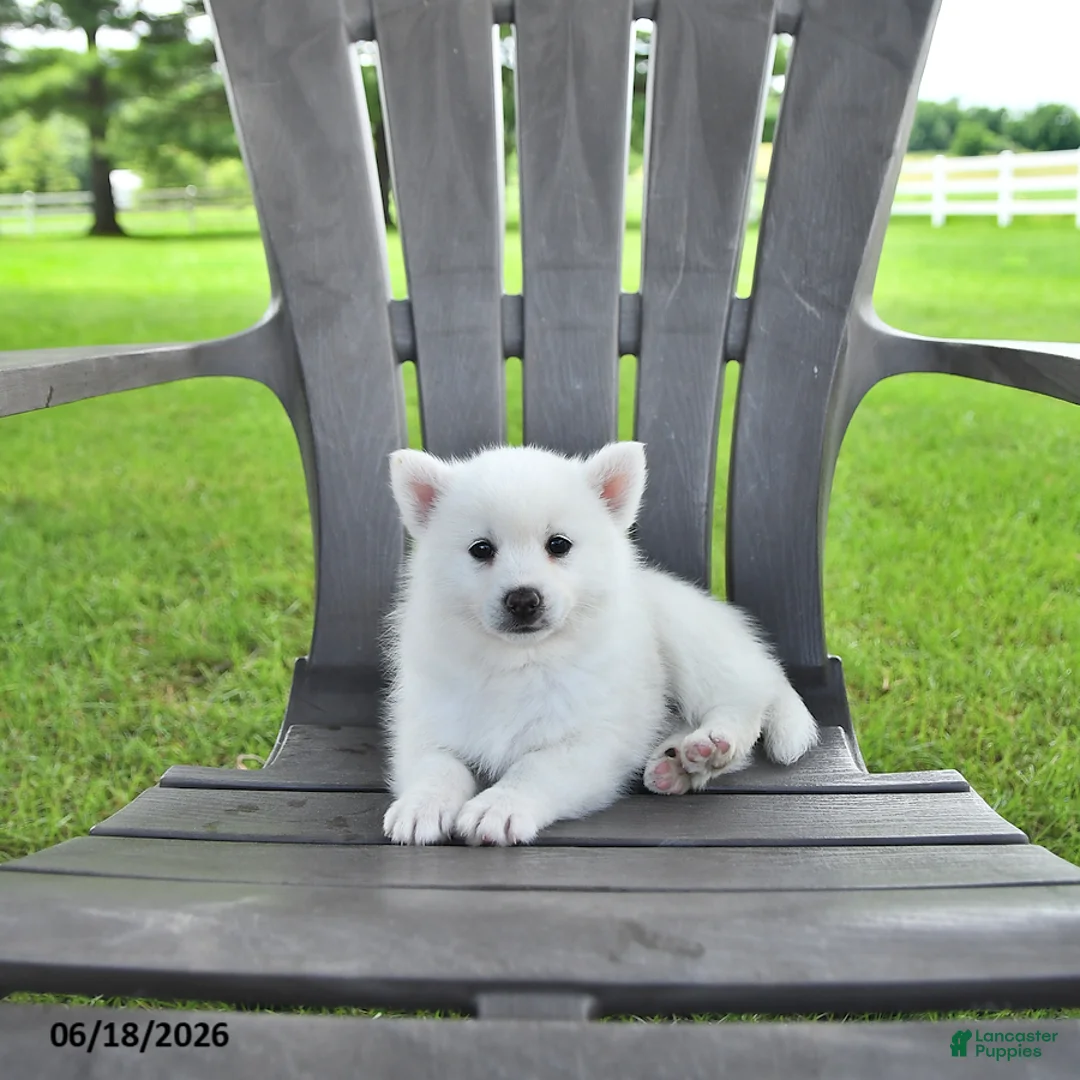 Pomsky dogs for sale: Ava  - Ad 2