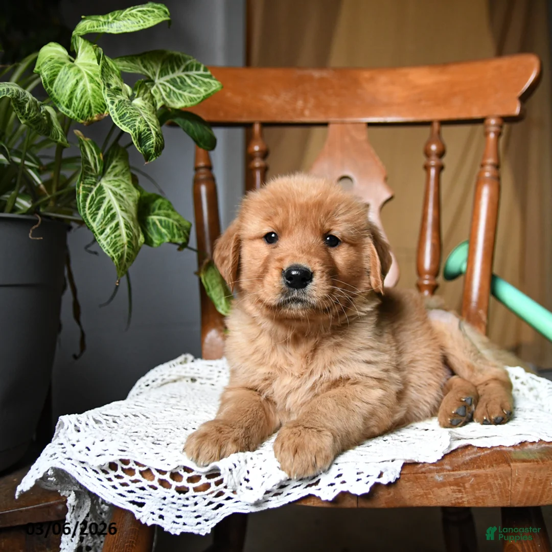Golden Retriever dogs for sale: Cinnamon - Ad 2
