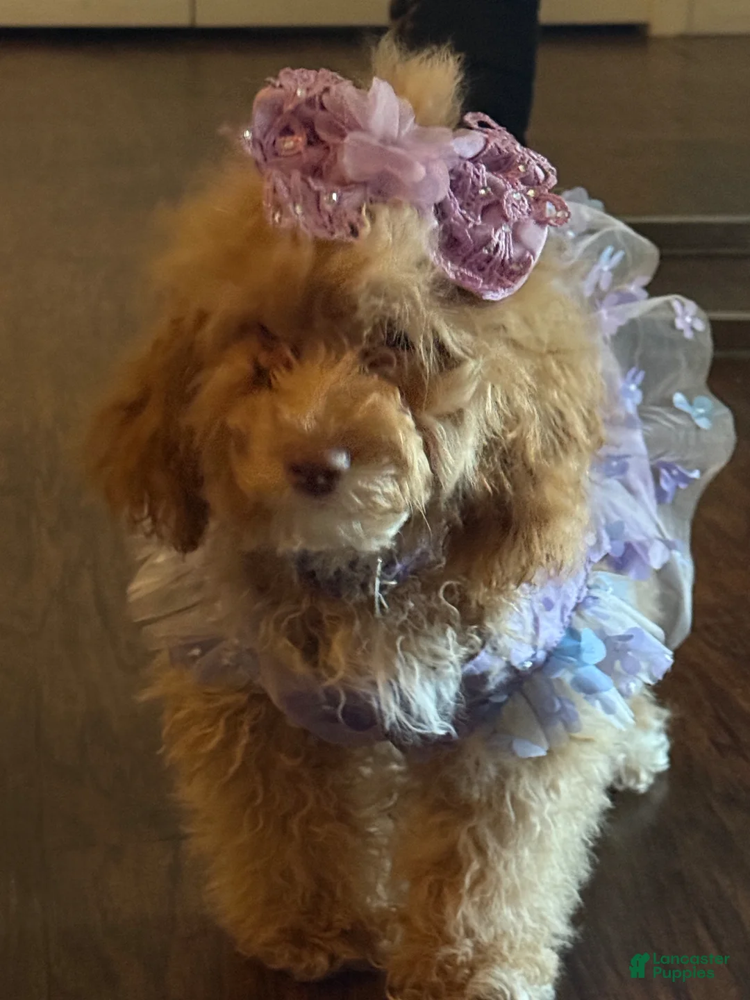 Cockapoo dogs for sale: Cockapoo Puppy 1 - Ad 2