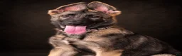 German Shepherd dogs for sale: Nala - Ad 4