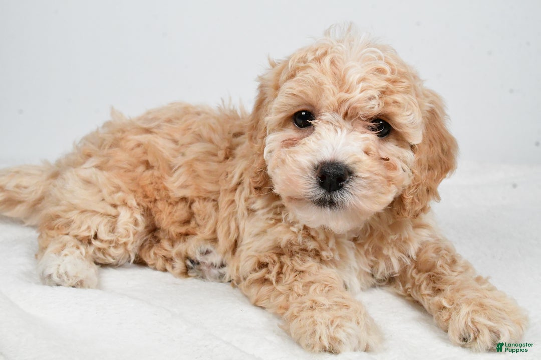 Bichpoo dogs for sale: Gracie - Ad 4