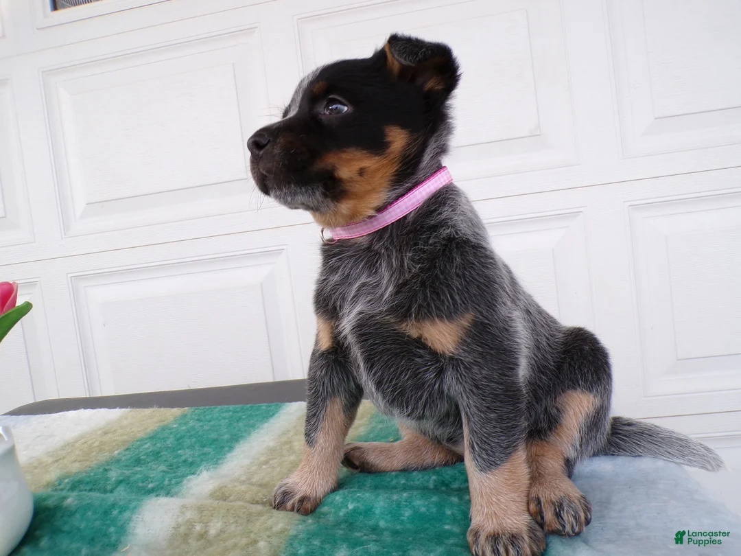 Australian Cattle Dog dogs for sale: Australian Cattle Dog Puppy 3 Kendra - Ad 2