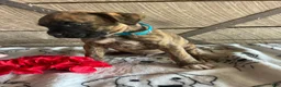 Boxer dogs for sale: Dempsey - Ad 3