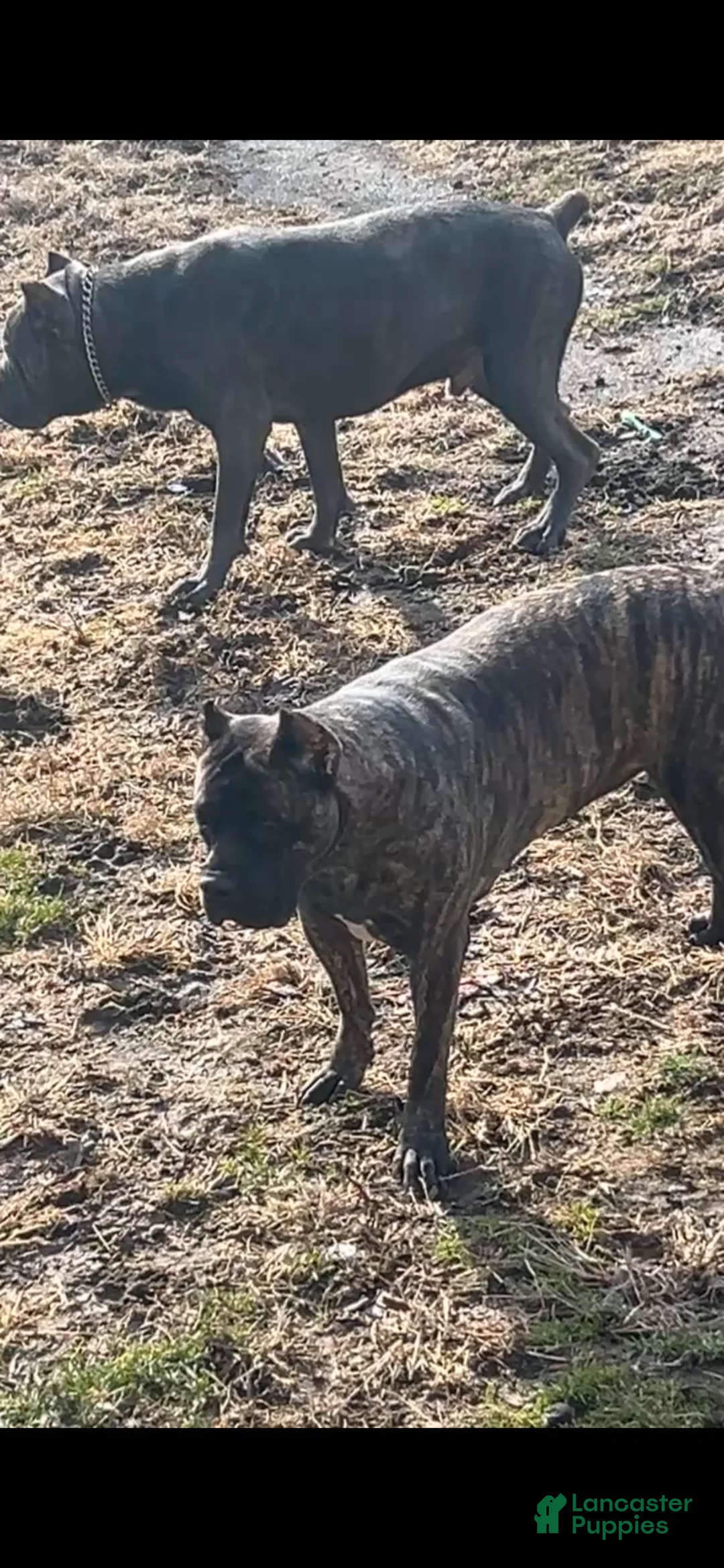 Cane Corso dogs for sale: Red  - Ad 3