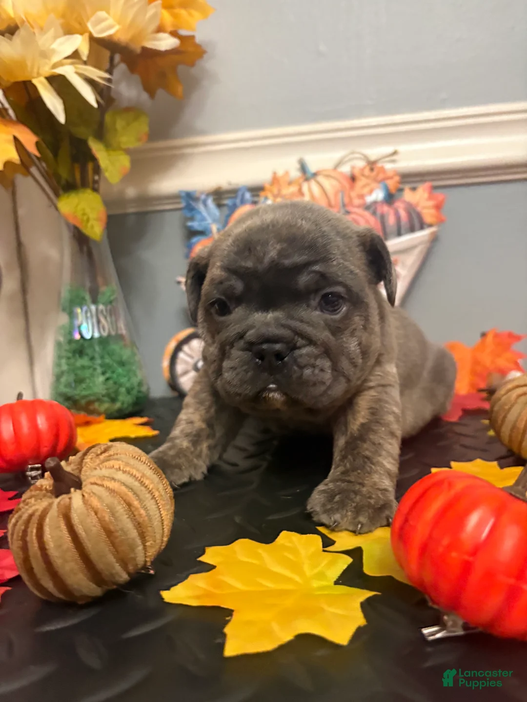 Mixed Breed dogs for sale: George Jetson  - Ad 4