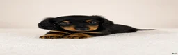 Miniature Dachshund dogs for sale: Gracie - Ad 6
