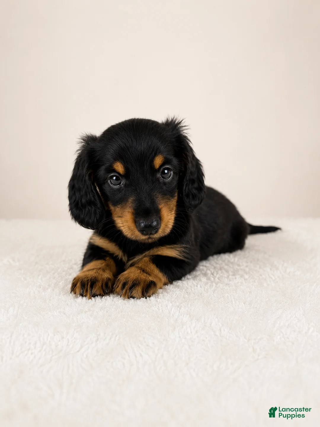 Miniature Dachshund dogs for sale: Gracie - Ad 6