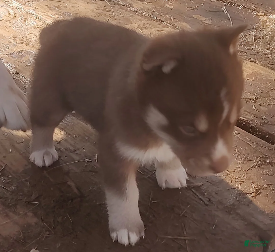 Siberian Husky dogs for sale: Siberian Husky Puppy 3 - Ad 10