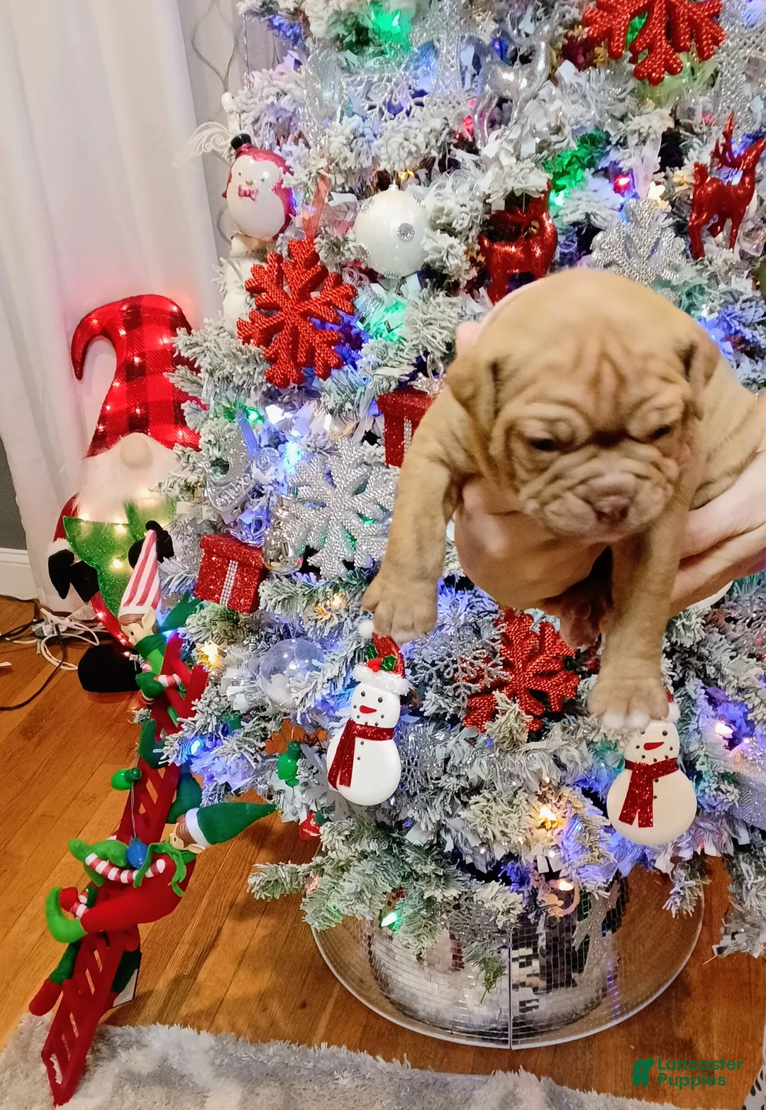 Olde English Bulldogge dogs for sale: Olde English Bulldogge Puppy 7 - Ad 2
