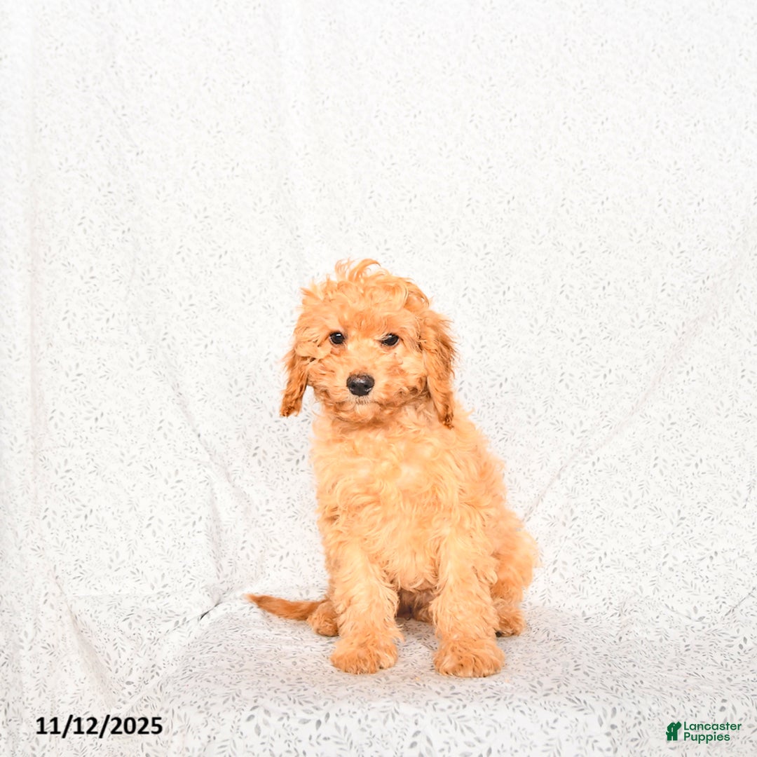 Cavapoo dogs for sale: Oakley - Ad 2