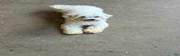 Maltese dogs for sale: Max - Ad 3