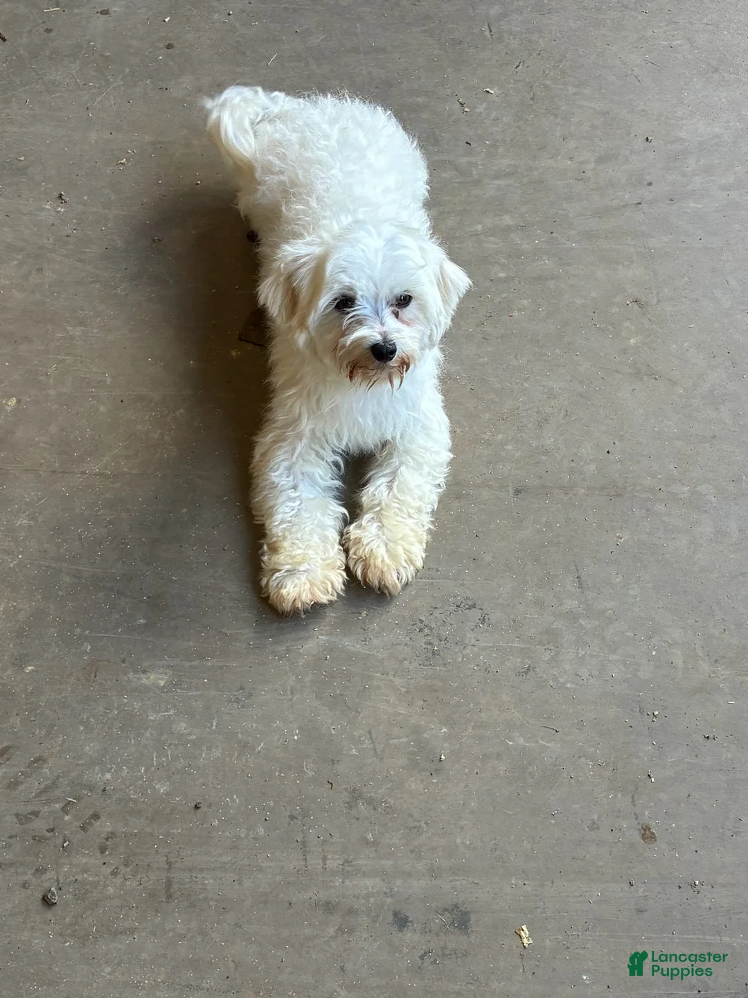Maltese dogs for sale: Max - Ad 3