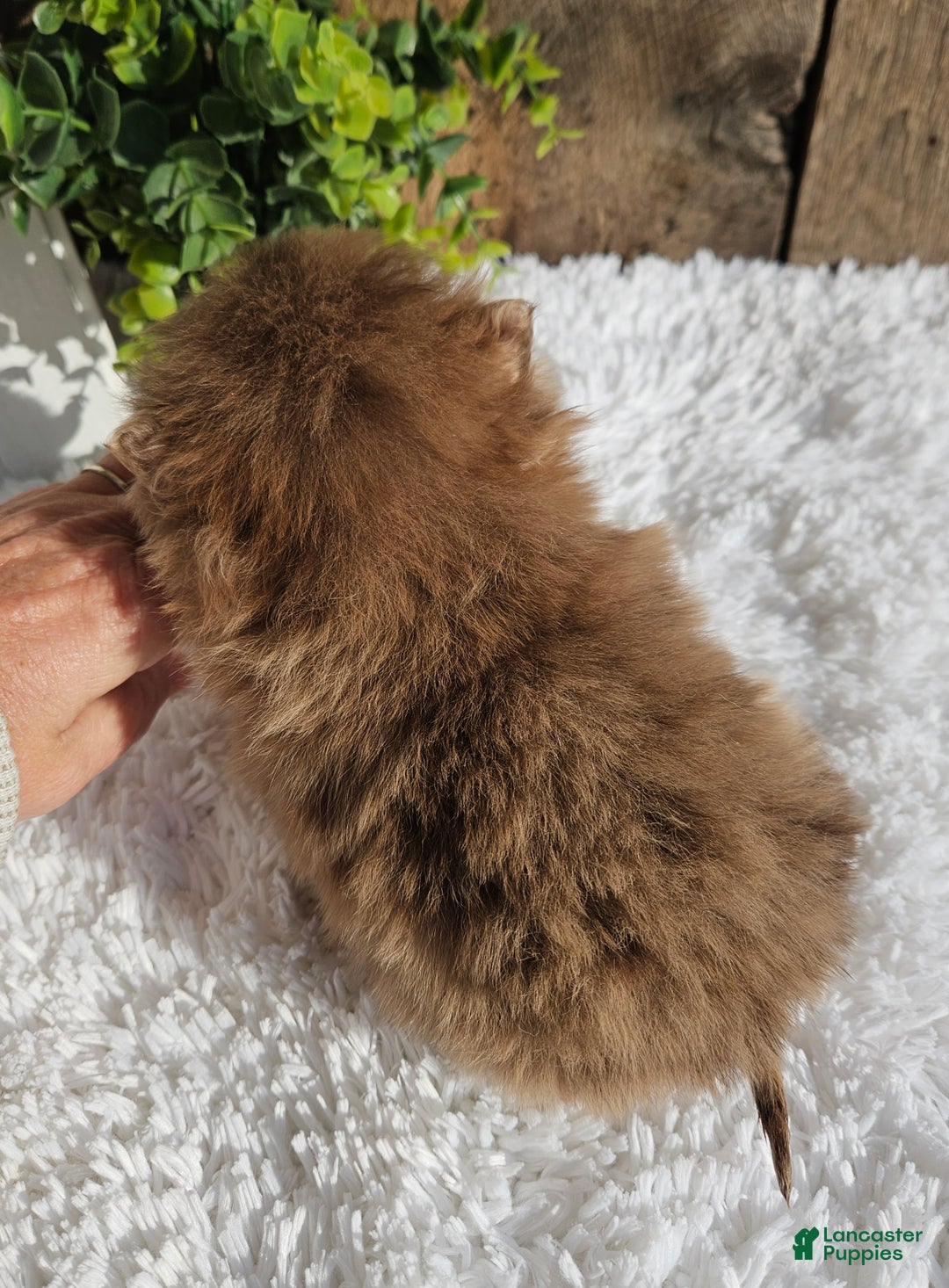 Pomeranian dogs for sale: Tessa - Ad 9