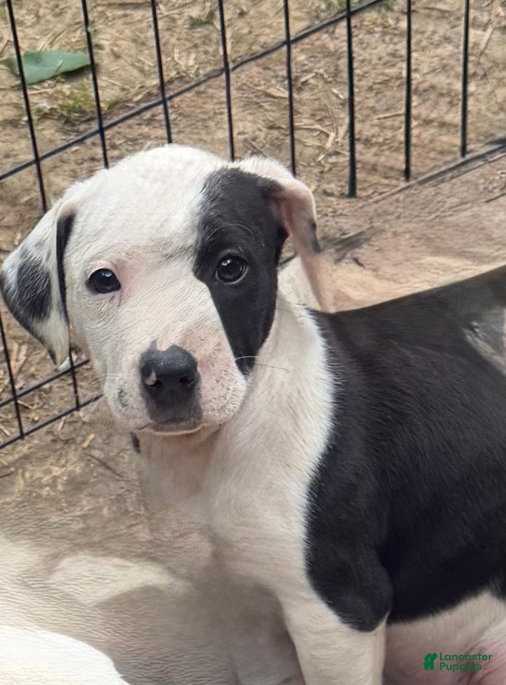Mixed Breed dogs for sale: Bulletar - Ad 4