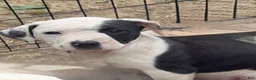 Mixed Breed dogs for sale: Bulletar - Ad 1