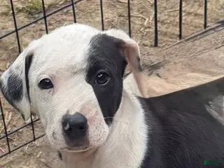Mixed Breed dogs for sale: Bulletar - Ad 4
