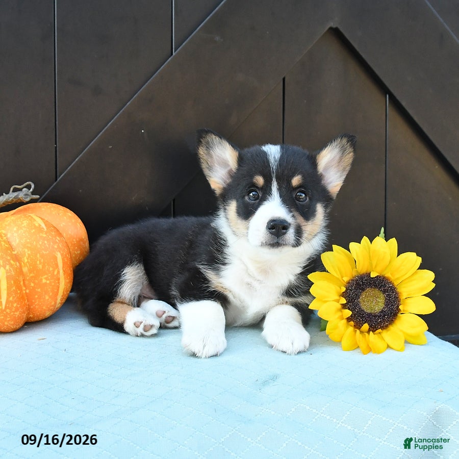 Welsh Corgi Pembroke dogs Hue - Ad 2