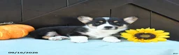 Welsh Corgi Pembroke dogs for sale: Hue - Ad 2