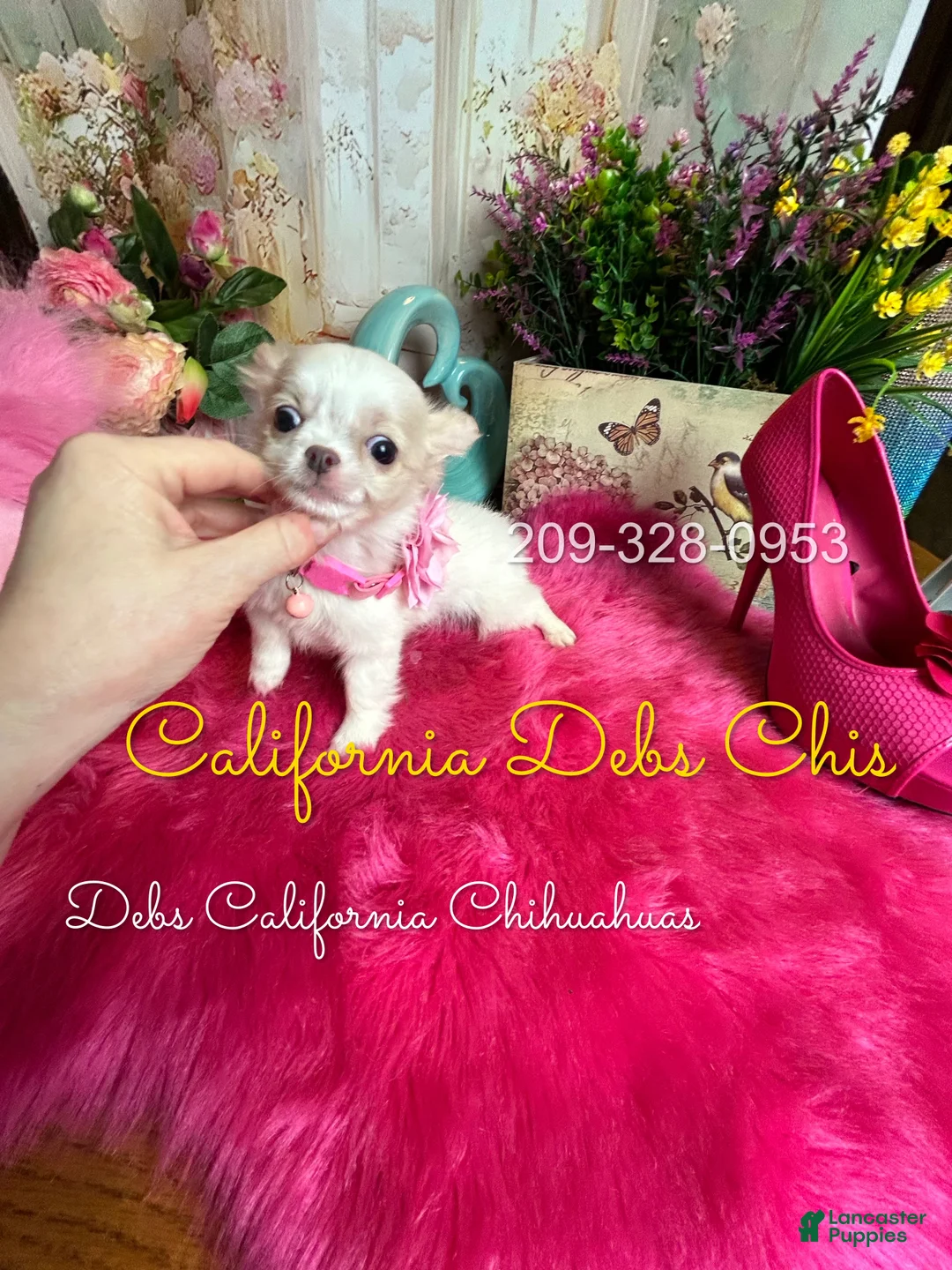 Chihuahua dogs for sale: Bo PEEP in Cakifornia - Ad 4