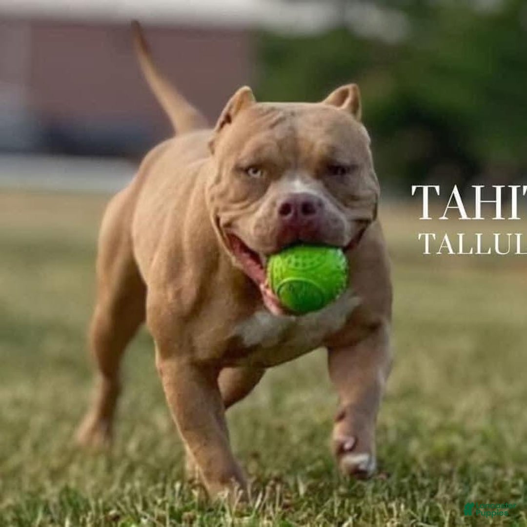 American Bully dogs for sale: Versace - Ad 2