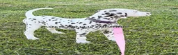Dalmatian dogs for sale: Brynn - Ad 3