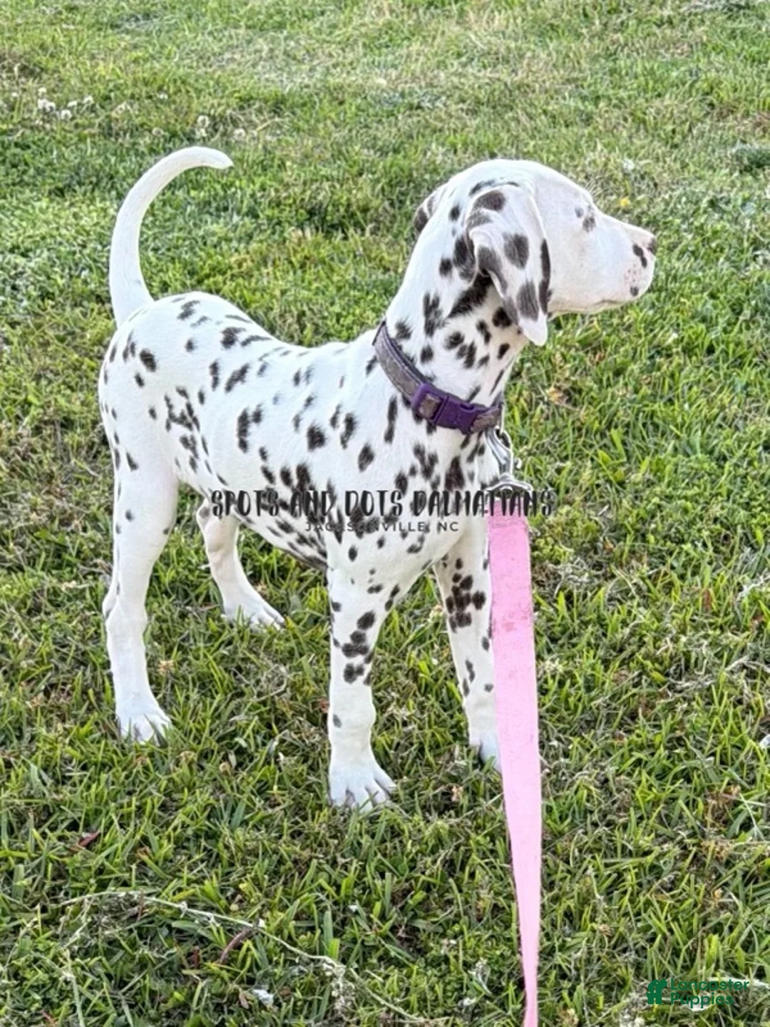 Dalmatian dogs for sale: Brynn - Ad 3
