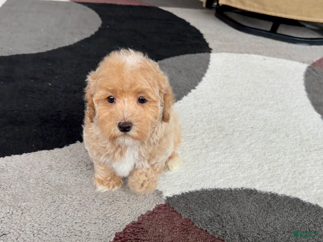 Havapoo dogs for sale: Havapoo Puppy 1 - Ad 10