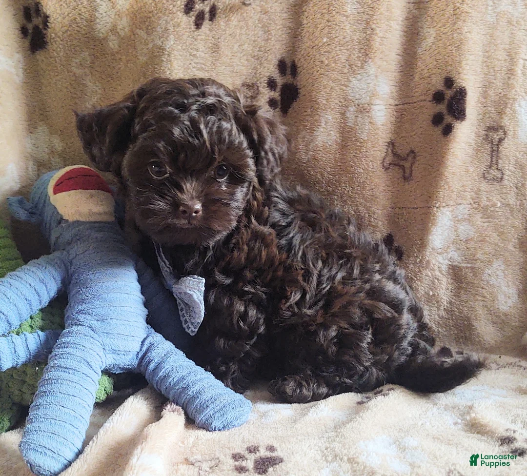 Maltipoo dogs for sale: Chocolate Pickle - Ad 5