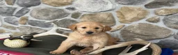 Golden Retriever dogs for sale: Aden - Ad 4