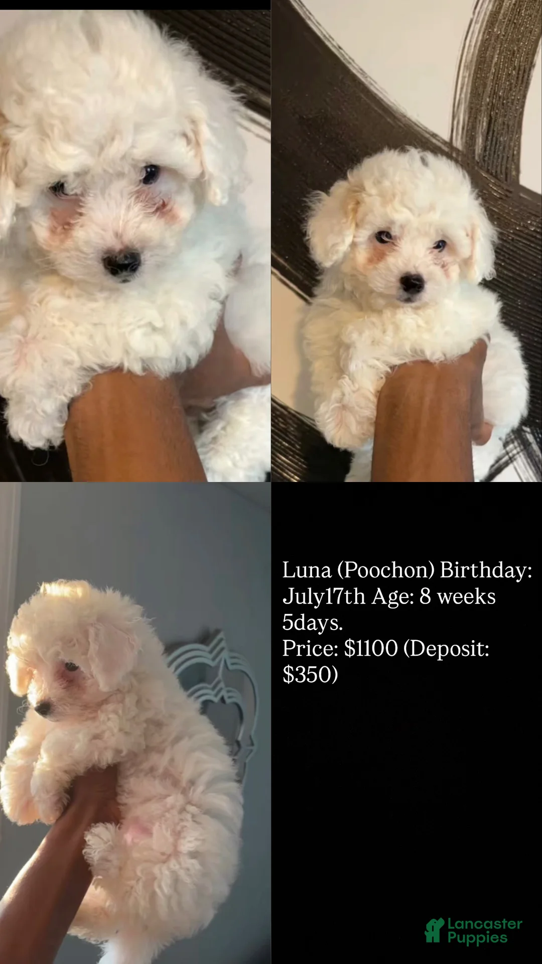 Bichpoo dogs for sale: Bichpoo 3 - Ad 2