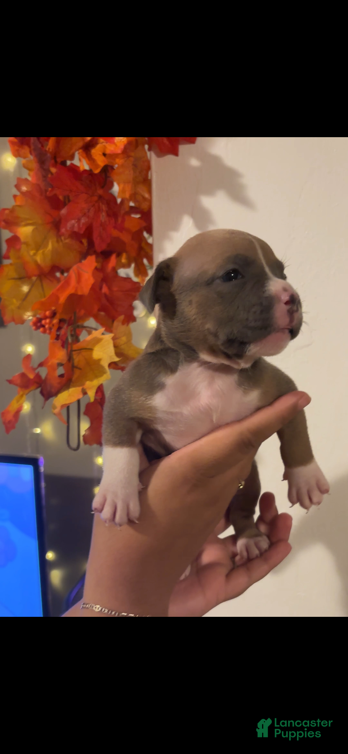 American Bully dogs American Bully Puppy 4 - Ad 2