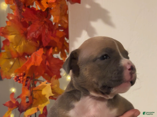 American Bully dogs American Bully Puppy 4 - Ad 8