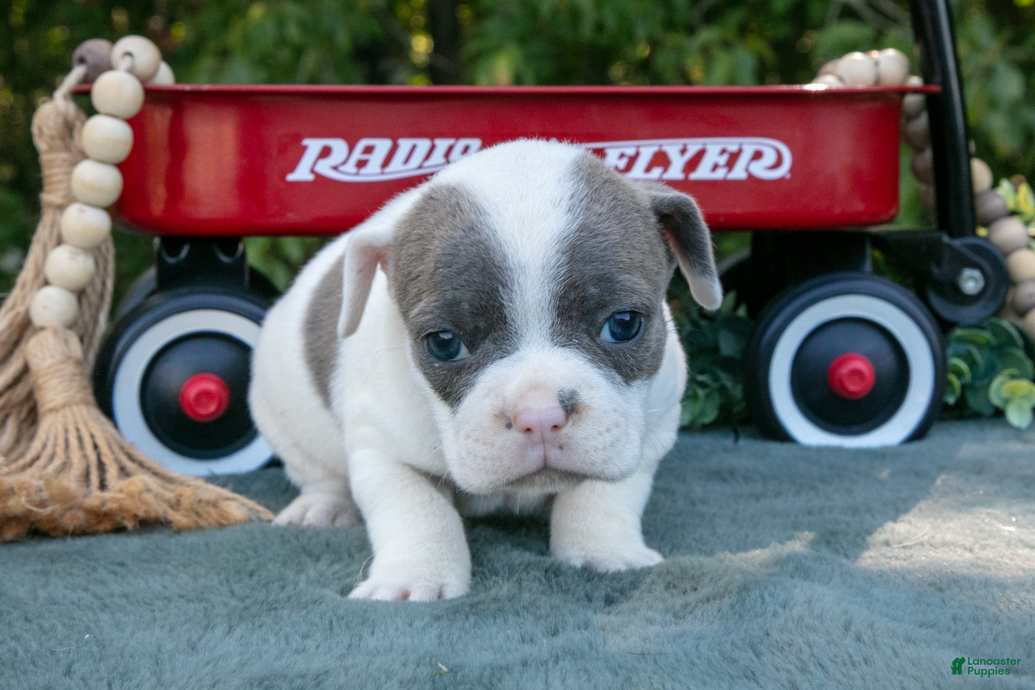 Frenchton dogs Cynthia - Ad 2