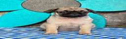 Pug dogs for sale: Bailey - Ad 4