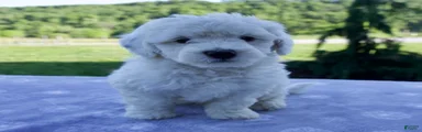Felix