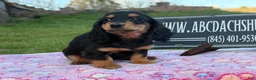 Miniature Dachshund dogs for sale: Russian - Ad 8
