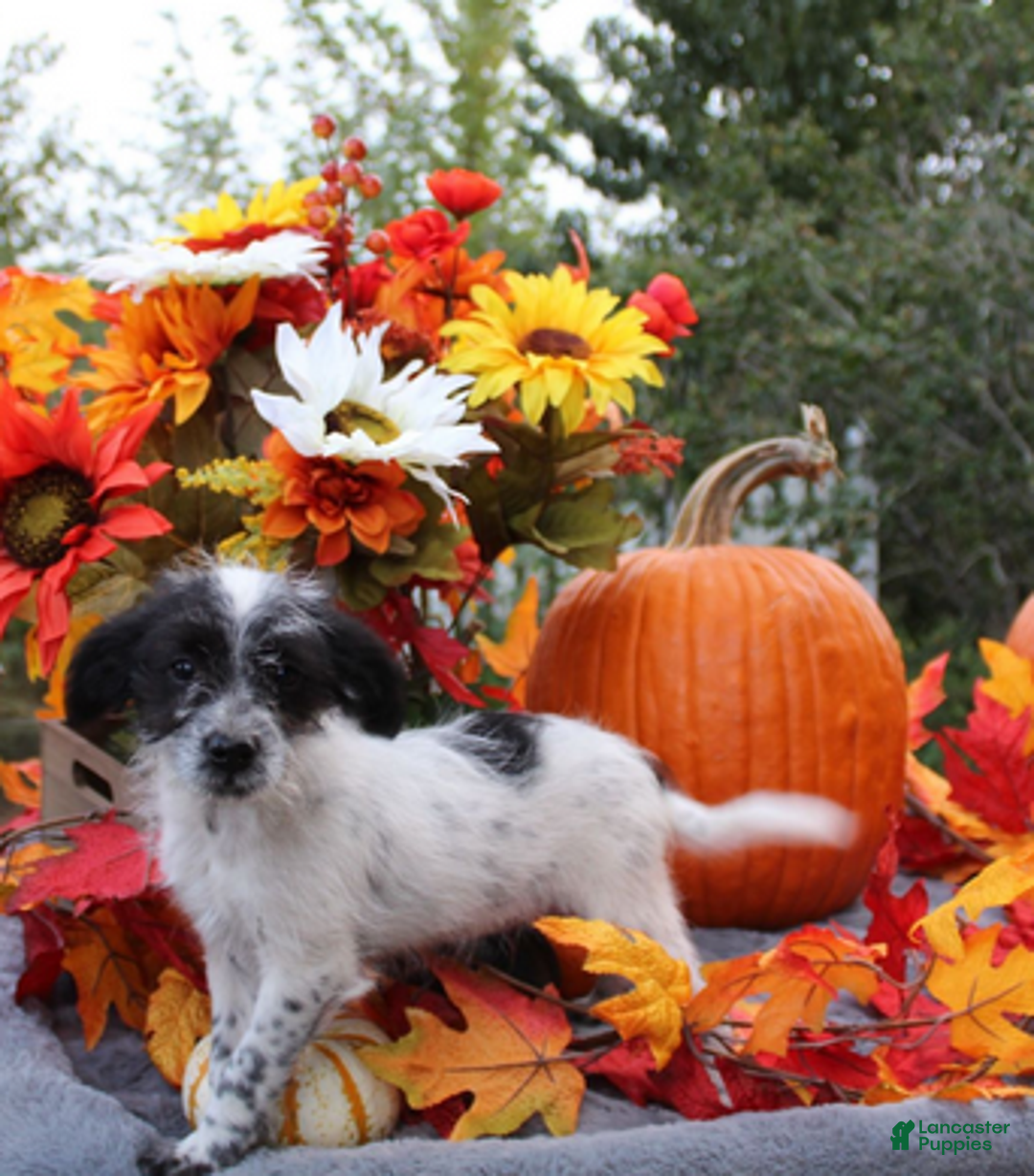 Aussiedoodle dogs for sale: Domino - Ad 5