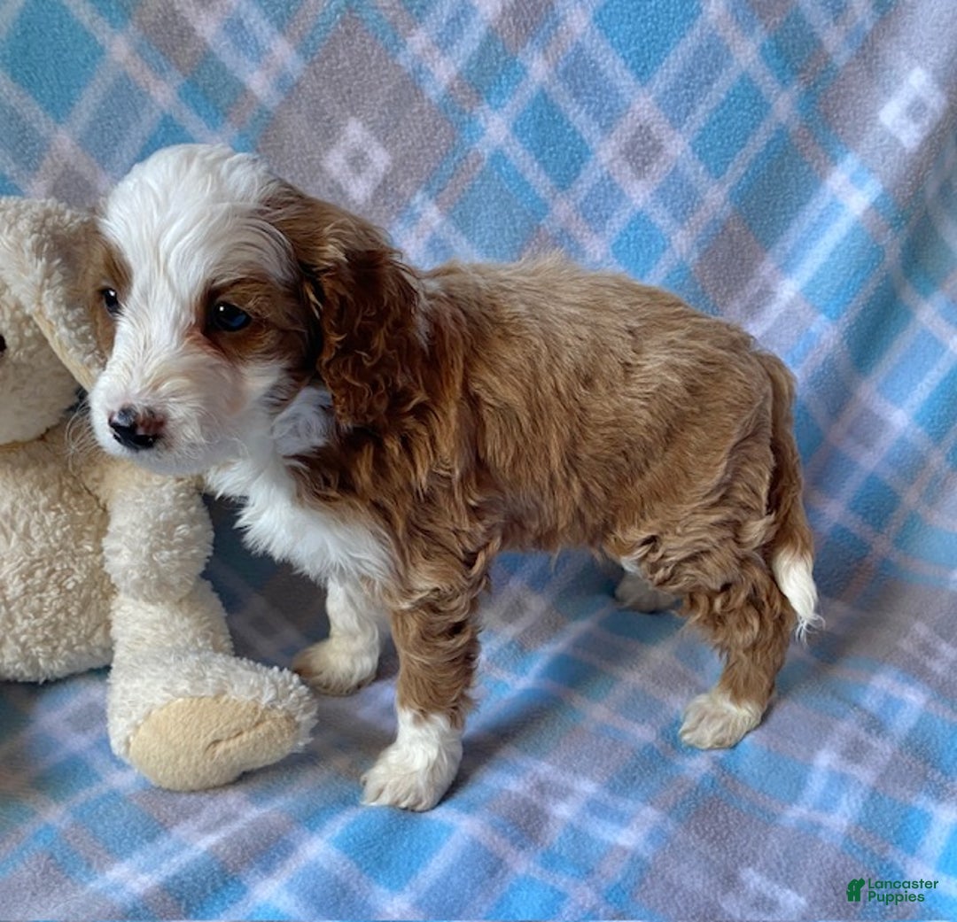 Mini Goldendoodle dogs for sale: Cody - Ad 3