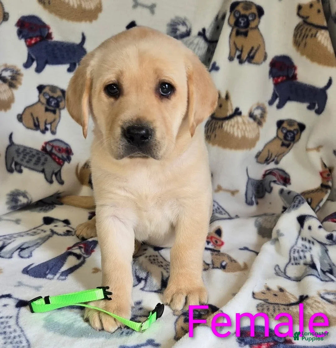 Labrador Retriever dogs for sale: Labrador Retriever Lime Collar - Ad 1