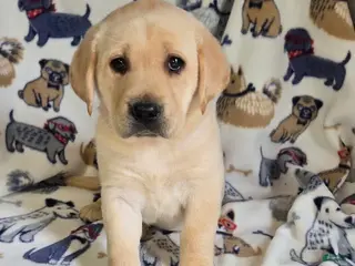 Labrador Retriever dogs for sale: Labrador Retriever Lime Collar - Ad 4