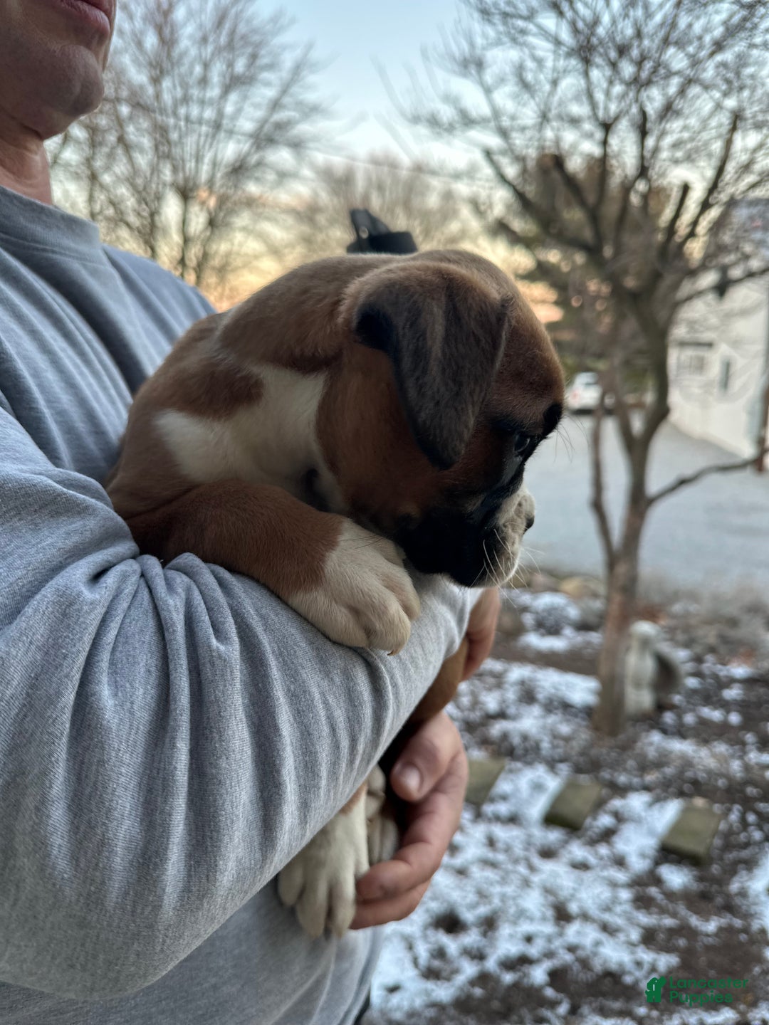 Boxer dogs for sale: Chico - Ad 1