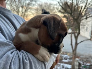 Boxer dogs Chico - Ad 20