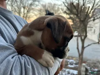 Boxer dogs Chico - Ad 32