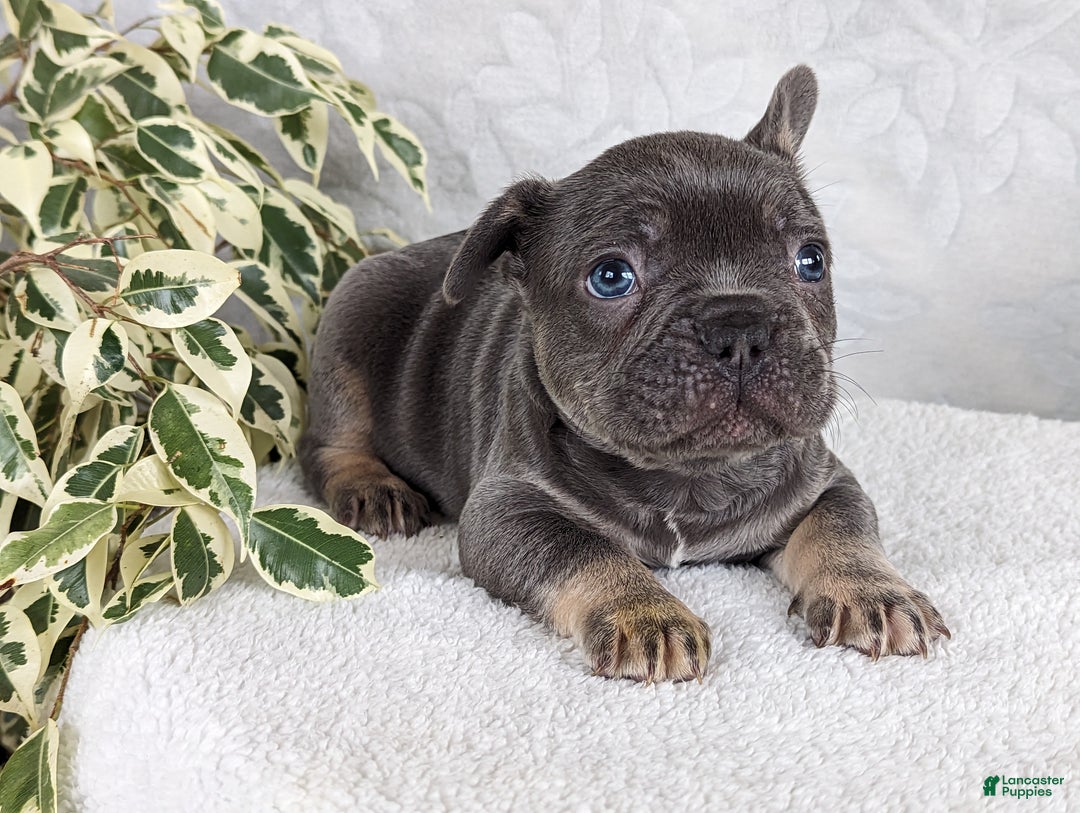 French Bulldog dogs for sale: Snickers - Ad 3